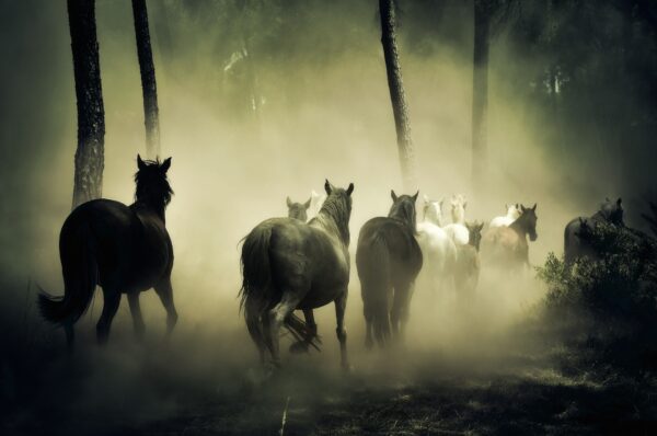 foto cavallo in branco di Miguel Munoz Hiero da Pixabay