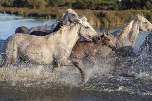 Acquafobia, paura dell'acqua per i cavalli dicembre 2023