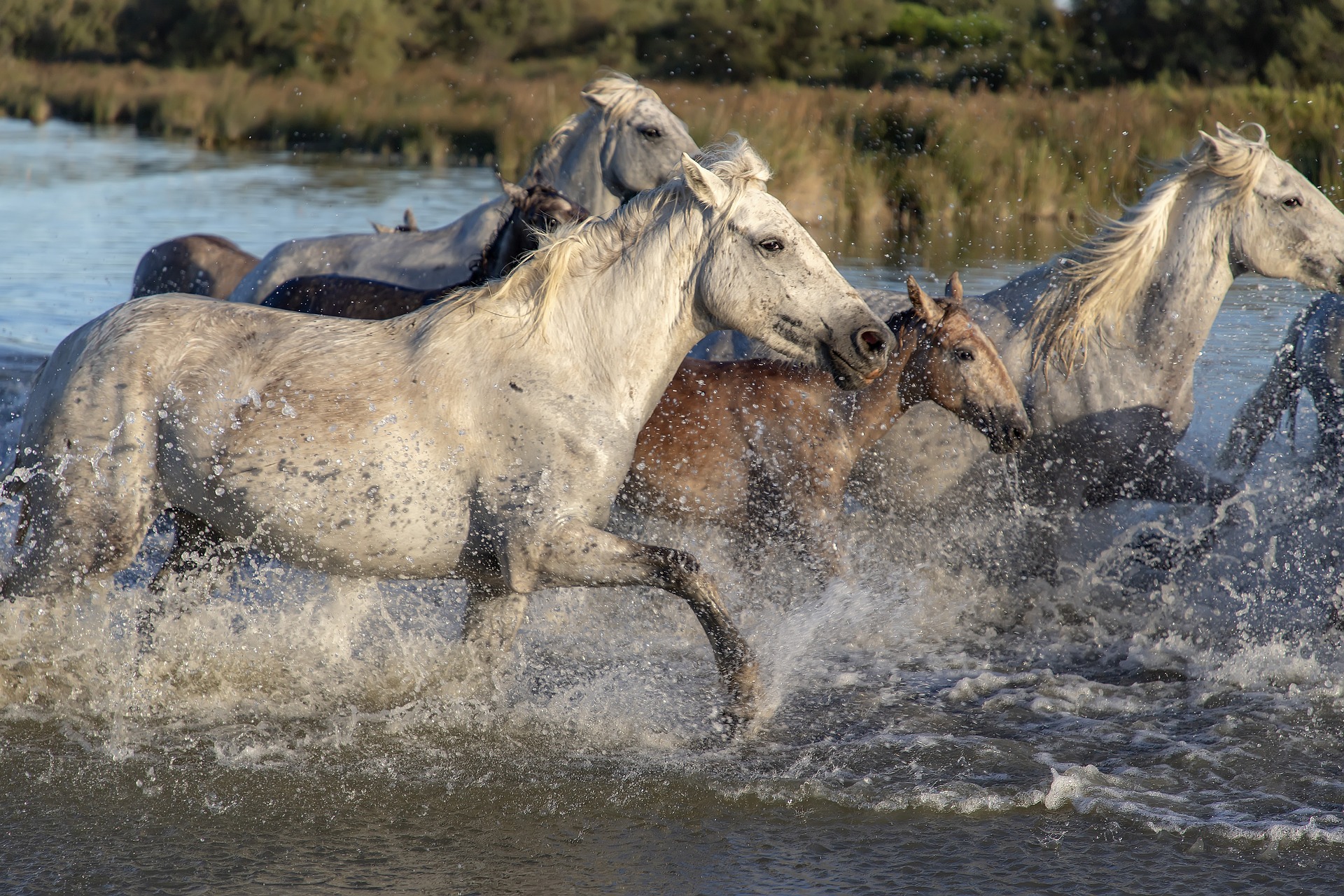Dall'acquafobia alla confidenza, un viaggio con il tuo cavallo 1 Acquafobia, paura dell'acqua per i cavalli dicembre 2023