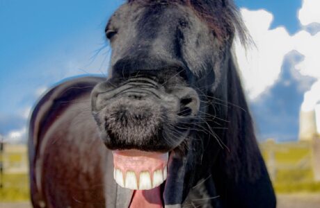 Dentatura equina, il mistero dei denti del cavallo 2023