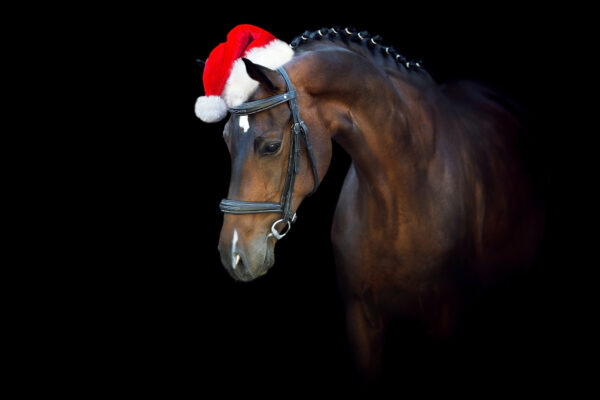 Cavallo baio con cappello di Natale che augura Buone Feste