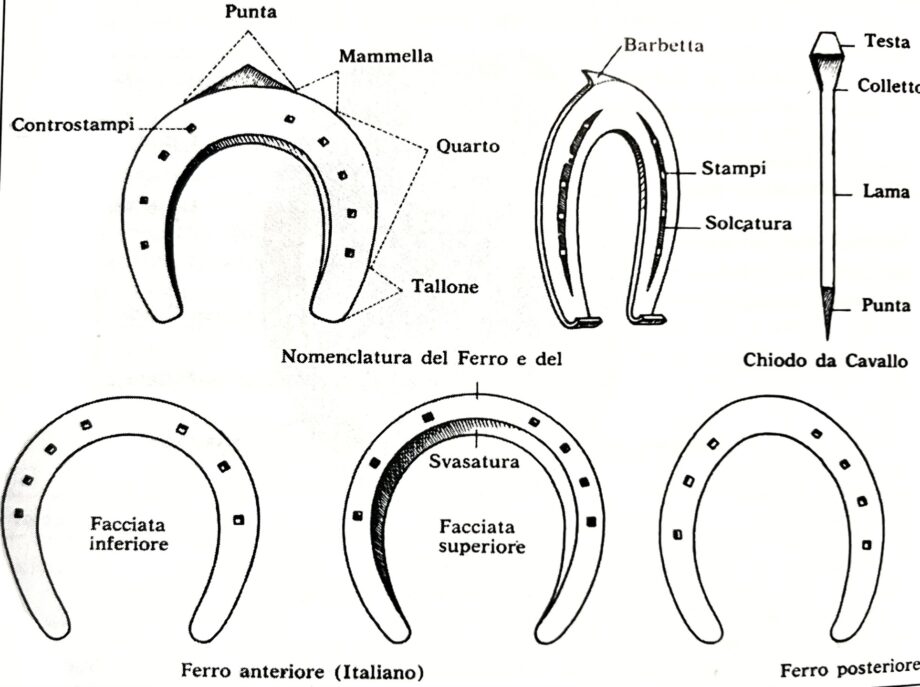 I piedi del cavallo: pareggio e ferratura per correggere difetti di appiombi 2 IMG 0358