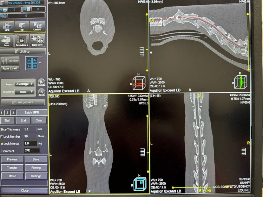 Tecnologia avanzata al servizio del benessere equino: il nuovo CT Scanner di PBEC 2 IMG 0755