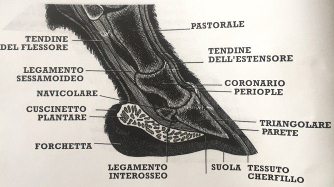 Set Cura Zoccolo Cavallo Animalon – Raschietto Con Spazzola In Setole Naturali Di Palma – Attrezzo Ergonomico 2 In 1