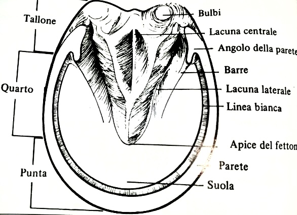 Cura dello zoccolo del cavallo: il corretto utilizzo di grasso e catrame 3 IMG 0883 1