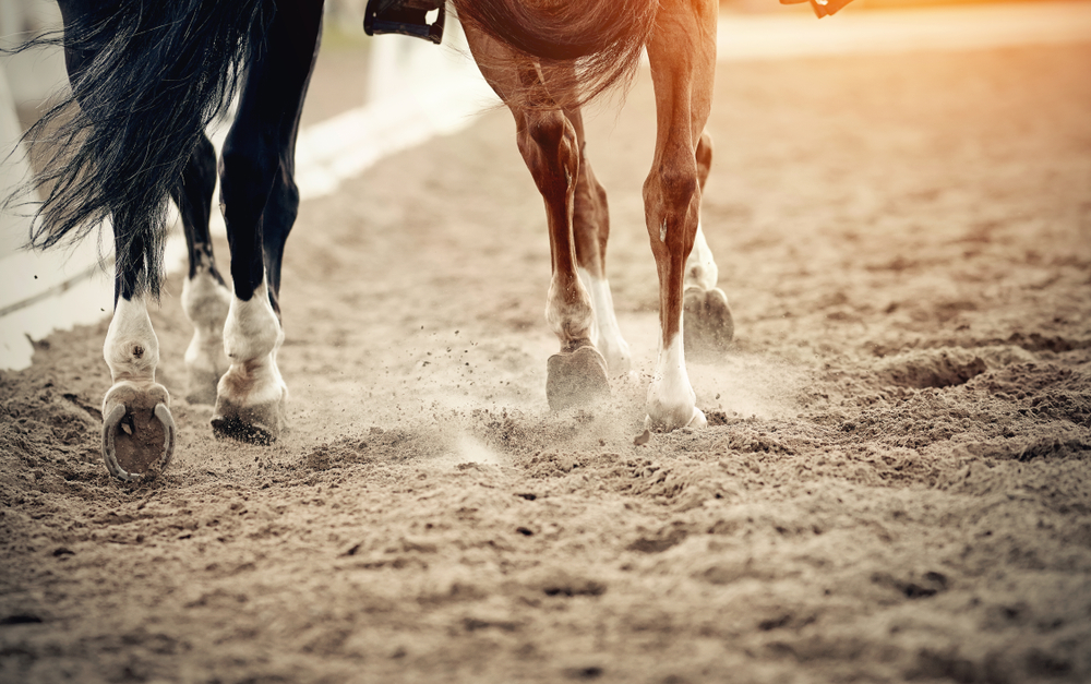 Cura dello zoccolo del cavallo: il corretto utilizzo di grasso e catrame 1 Piedi di due cavalli durante il lavoro