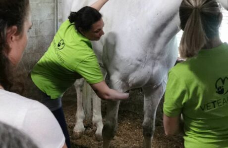 Dottoressa Mila Speciani durante il corso EQ75 di massaggio equino organizzato da VeTeaching