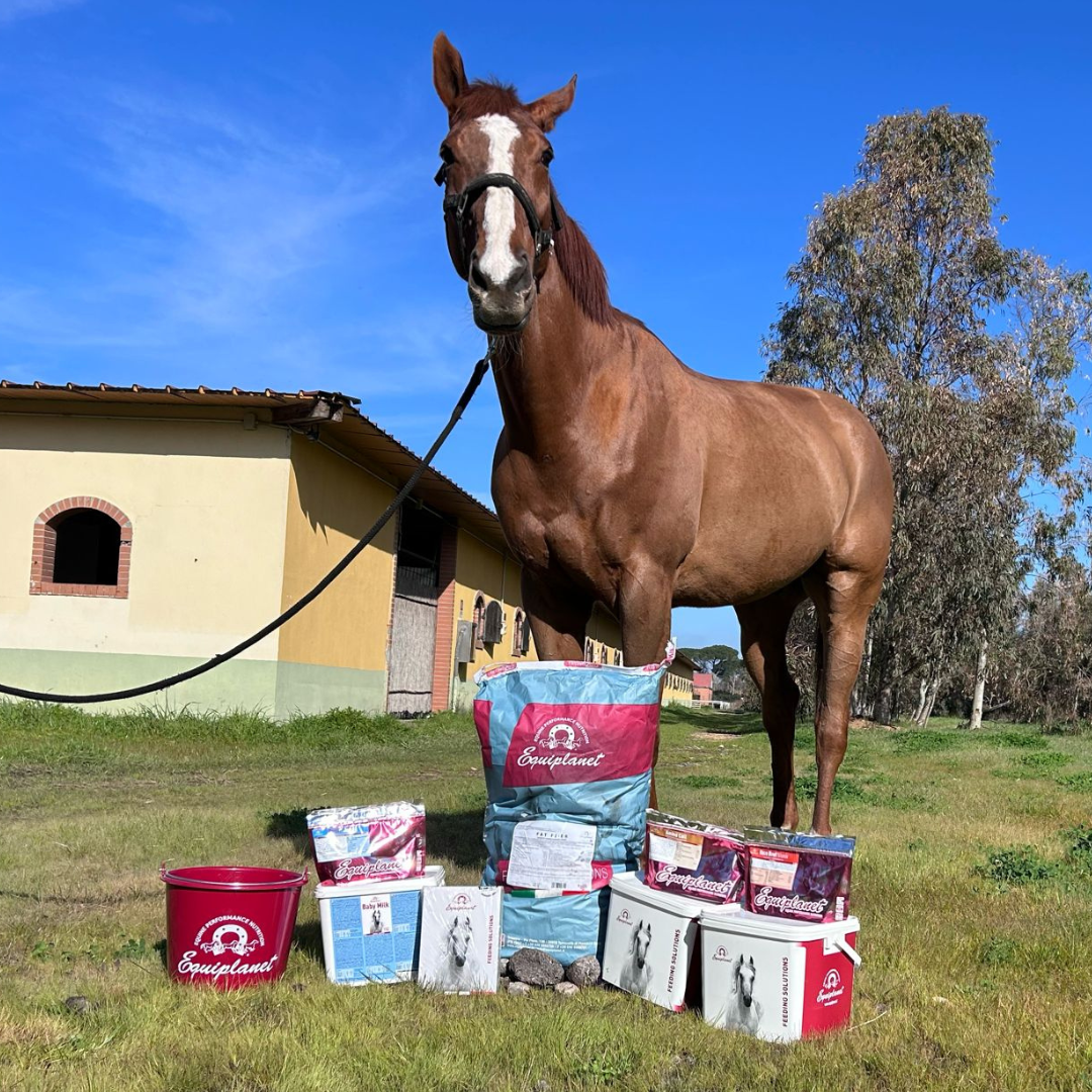 Equiplanet benessere del cavallo 1