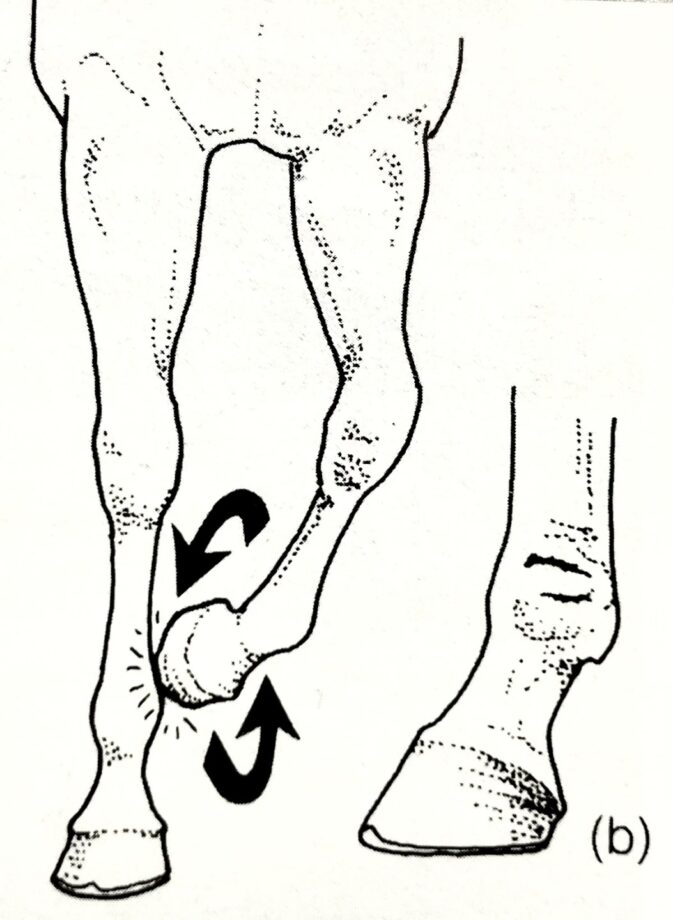 Atteggiamenti del cavallo in movimento: segnali da non sottovalutare 3 IMG 1556 2