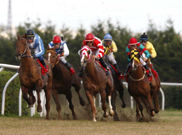 Racing at Mediterraneo racecourse. Siracusa, 12th jan. 2008 ph. Stefano Grasso