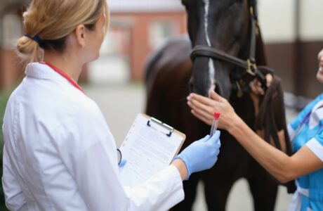 Veterinario prima dell'esame del sangue nel cavallo