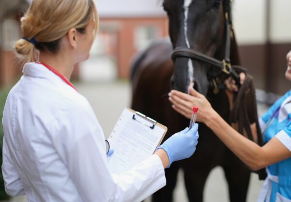 Veterinario prima dell'esame del sangue nel cavallo