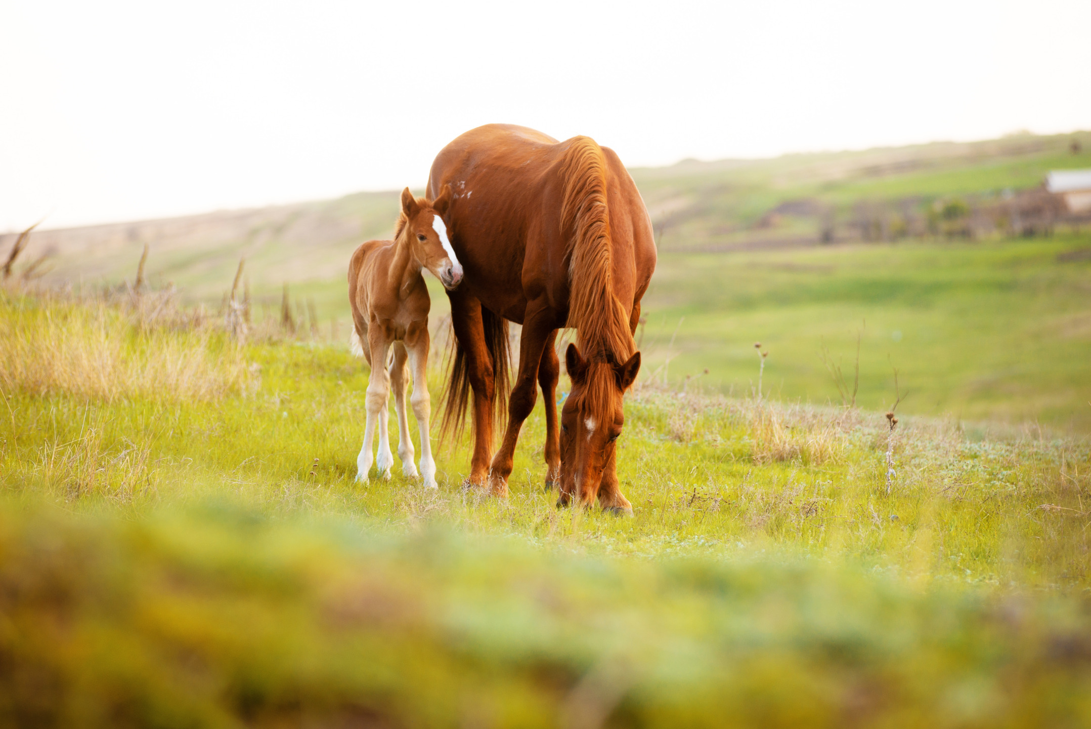 Foto di un piccolo puledro e della sua mamma in un prato