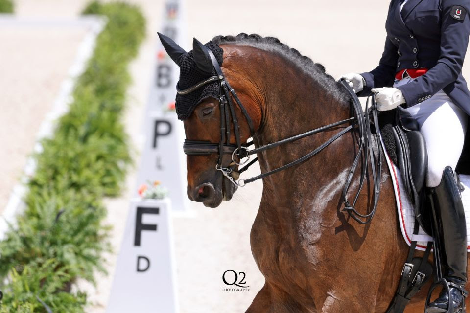 Aperte le iscrizioni al World Equestrian Centre per il CDI3* di febbraio 1 Dressage Ocala CDI3* aperte le iscrizioni di febbraio 2024