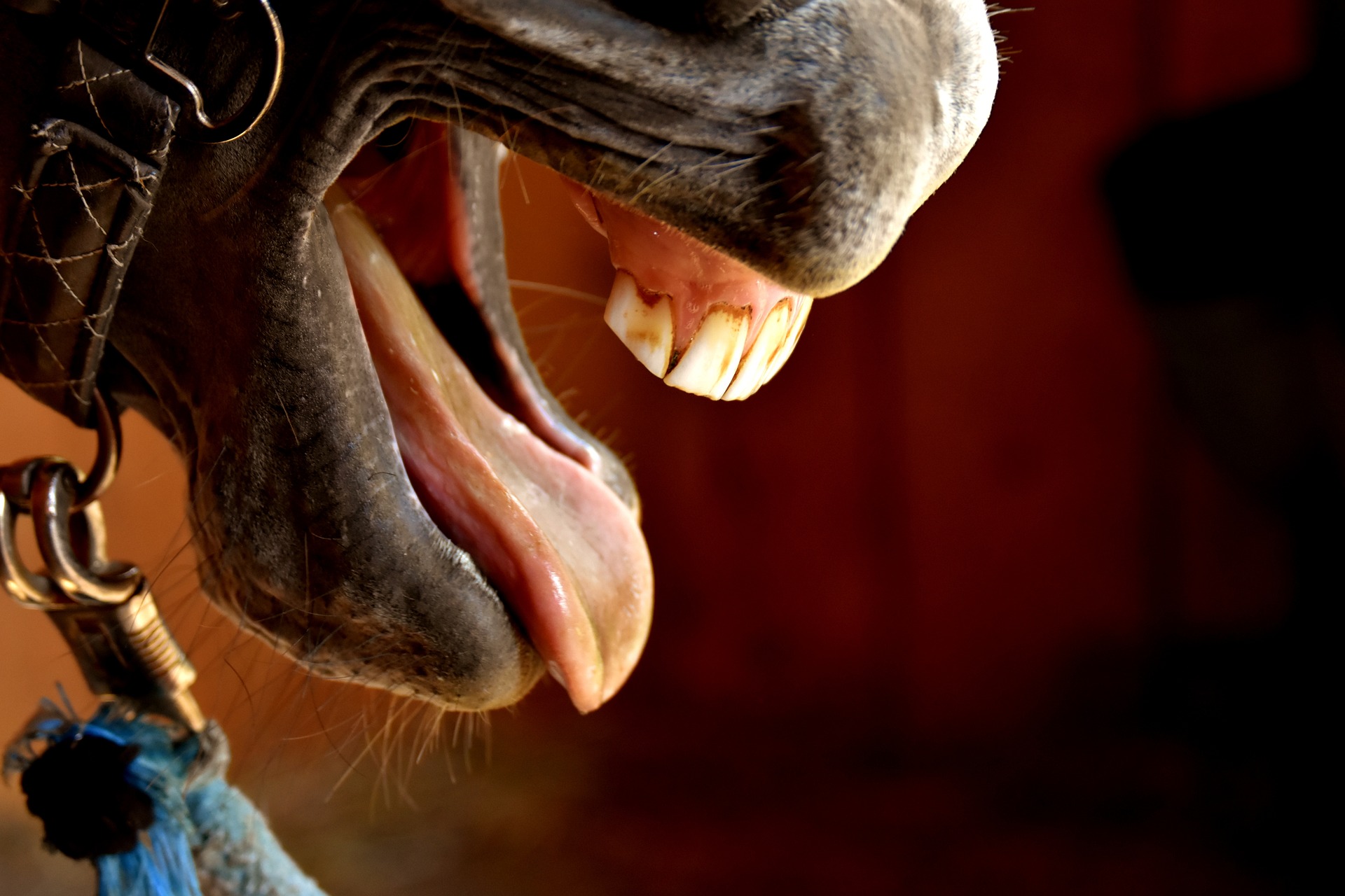Età del cavallo denti. foto Alexa Pixabay