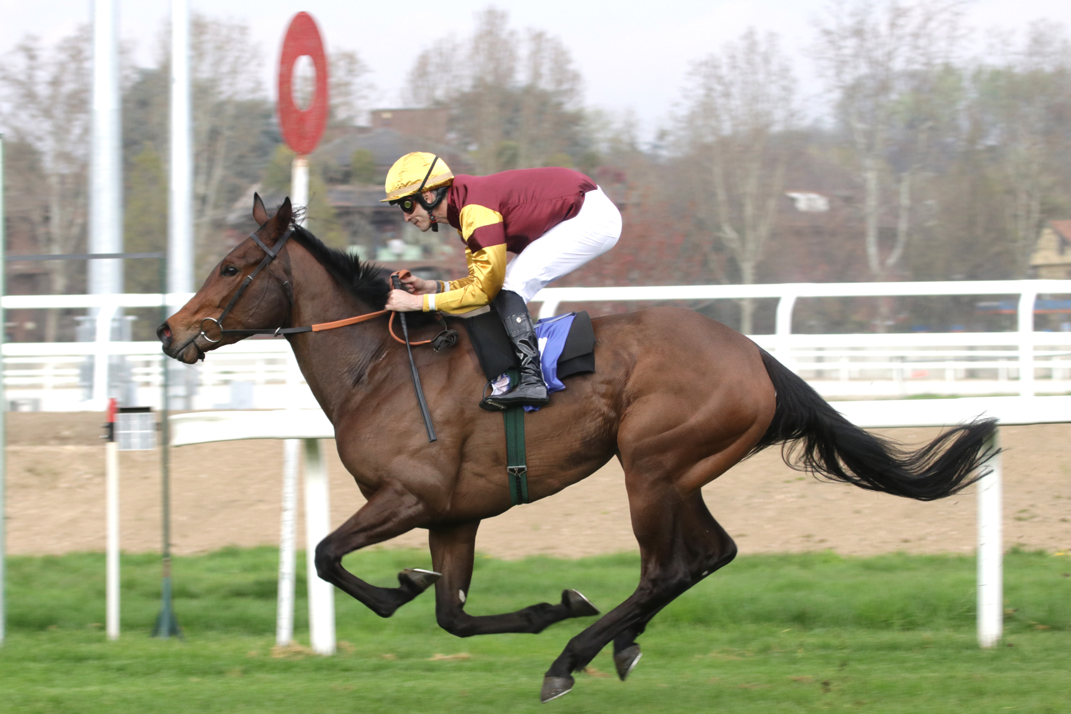 CORSA4 PREMIO SAGAM AUDI FILLY