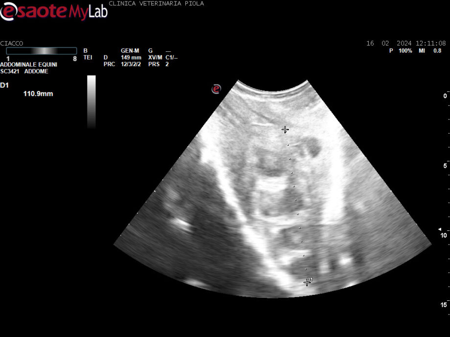 Ecografia 16 02