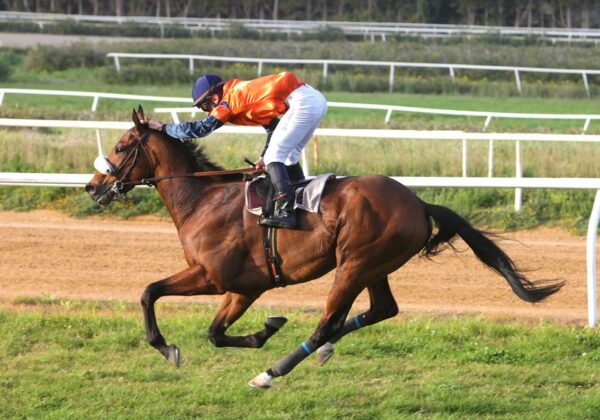 Infinity Romance montato da un fantino all'Ippodromo del Mediterraneo di Siracusa durante il convegno di galoppo del 9 marzo 2024