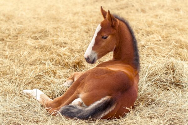 Newborn horse is lying in the straw