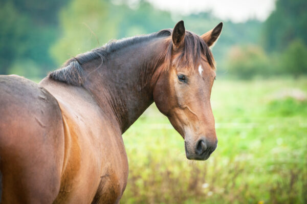 Portrait-of-bay-horse-in-summer