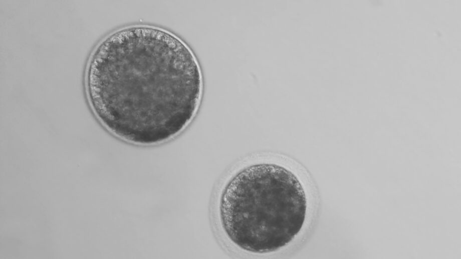 embriones 2
