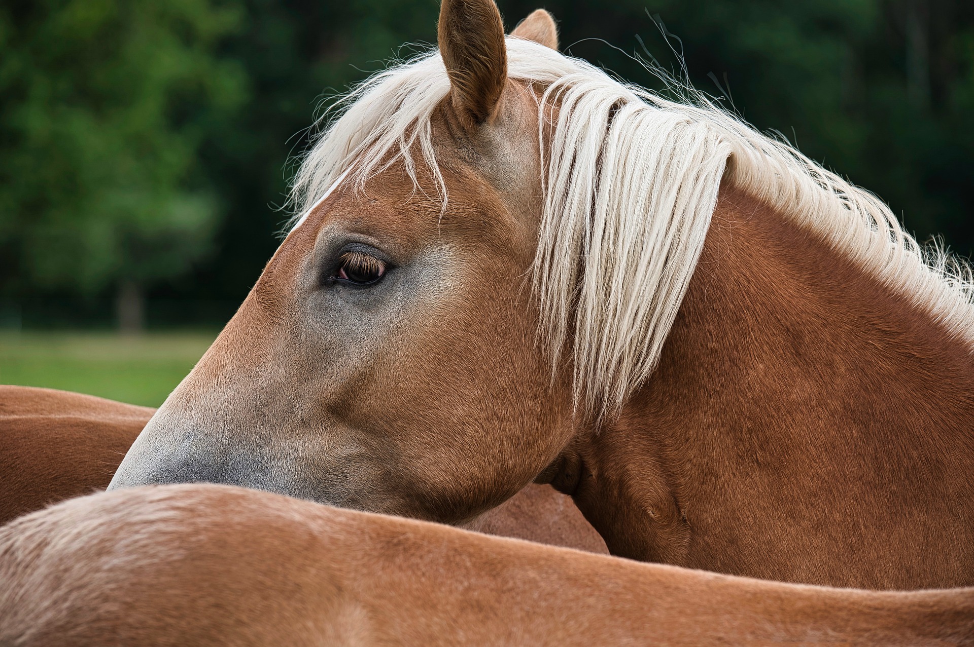 Cavallo Haflinger da Bolzano una razza affabile e forte