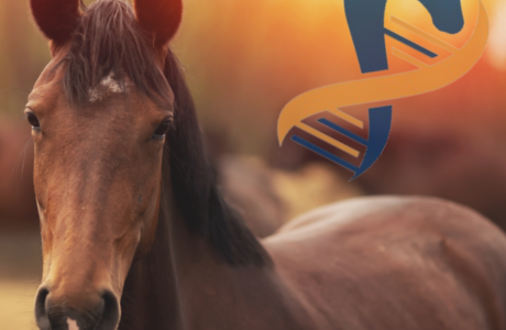 Cavallo con sfondo arancione e logo DNA + cavallo