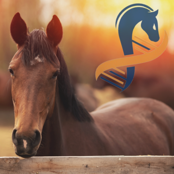 Cavallo con sfondo arancione e logo DNA + cavallo