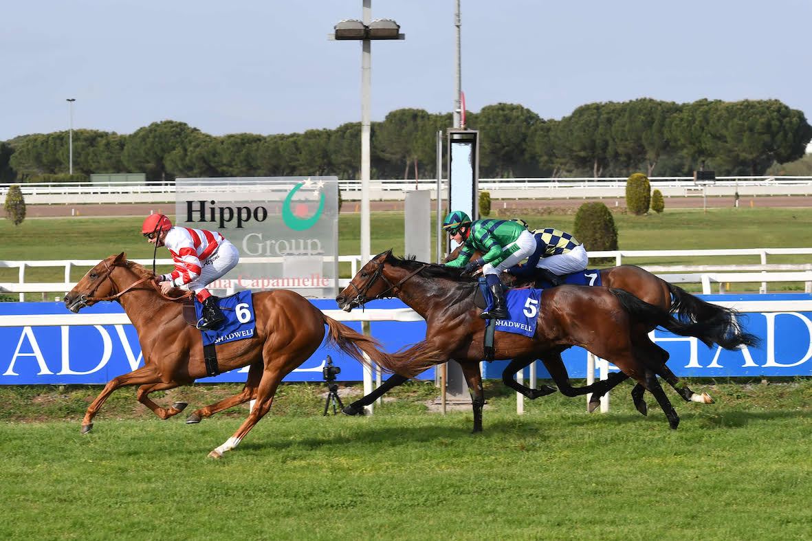 ippodromo capannelle cavalli all'arrivo di una corsa al galoppo ph Domenico Savi