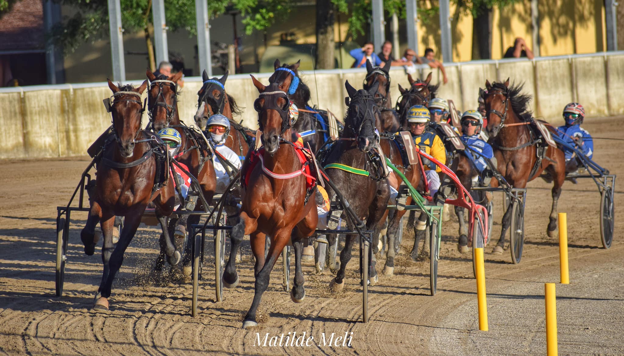 cavalli durante una corsa al trotto all'ippodromo arcoveggio di Bologna