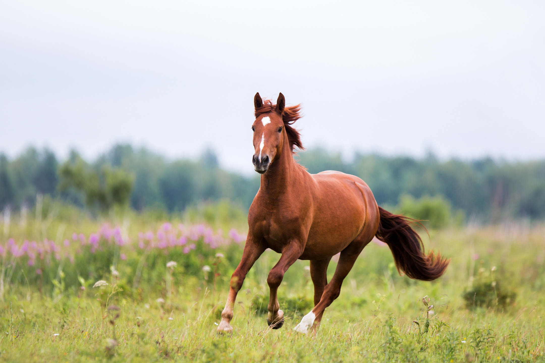 Training the Sport Horse: Freedom and Creativity 1 Cavallo che galoppa in un paddock