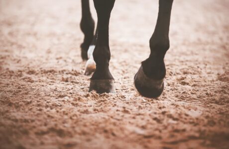 piedi di un cavallo durante allenamento