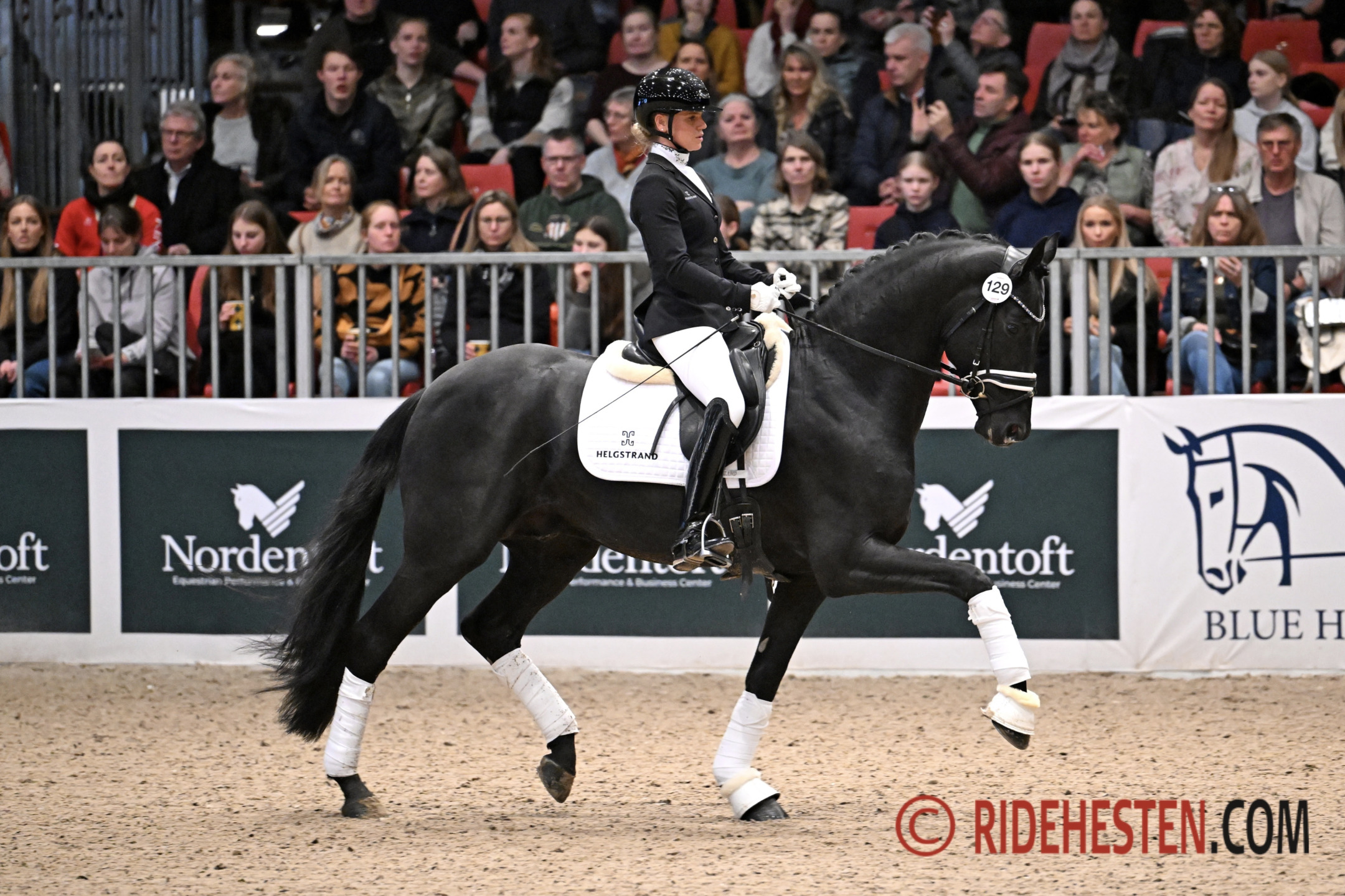 Danish Warmblood Stallion Show 2024: Stallions through the eye of the needle in Herning 3 unnamed11 1