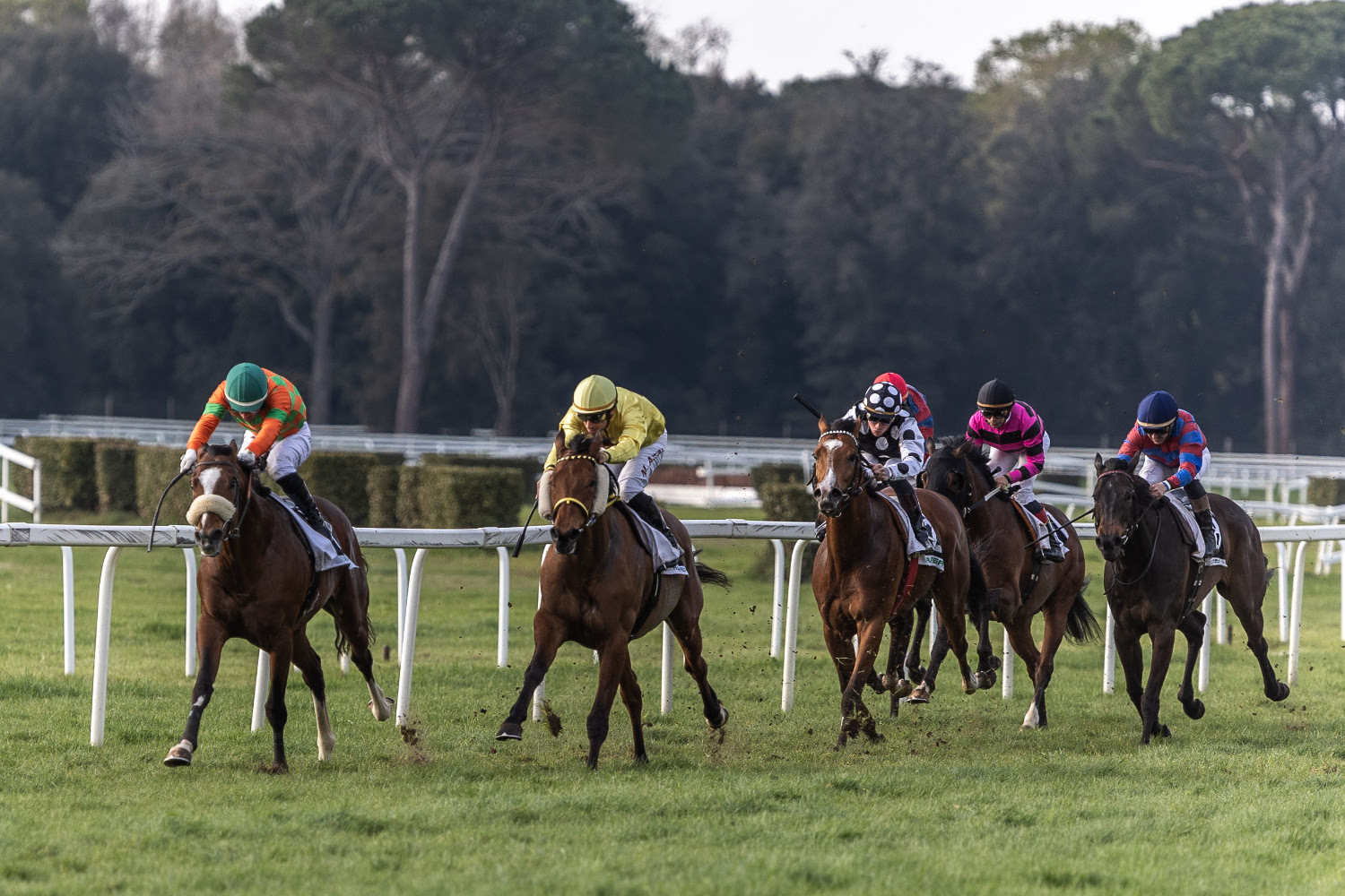 corse al galoppo all'ippodromo San Rossore