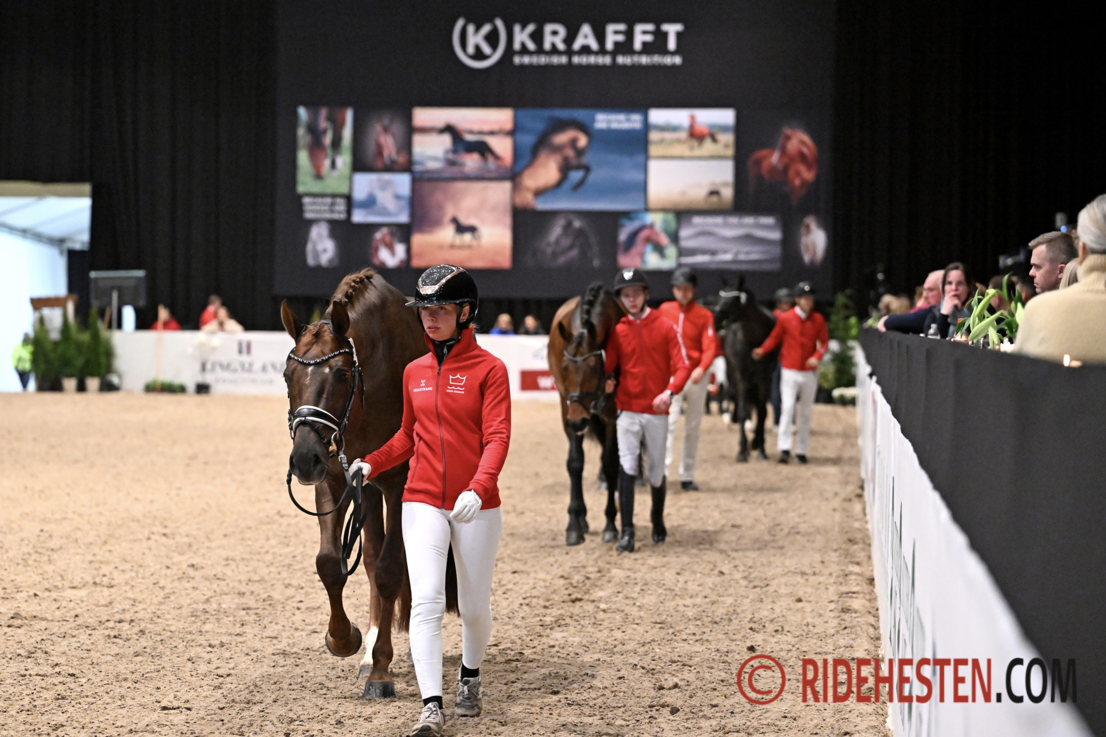 Danish Warmblood Stallion Show 2024: Stallions through the eye of the needle in Herning 1 Danish Warmblood Stallion Selection 2024. Copyright free photo Ridehesten