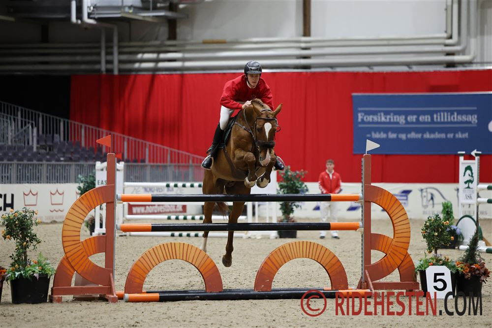 Danish Warmblood Stallion Show 2024: Stallions through the eye of the needle in Herning 2 unnamed13 1