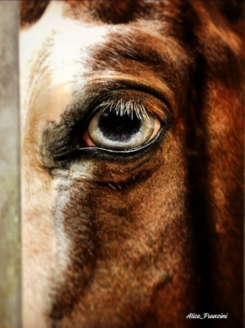 Il cavallo in pensione: come il ritiro dall’attività agonistica incide sul suo stato psicofisico 1 Primo piano dell'occhio azzurro di un cavallo