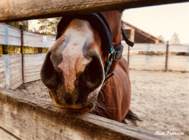 Il cavallo in pensione: come il ritiro dall’attività agonistica incide sul suo stato psicofisico 3 Alice Franzini pic2
