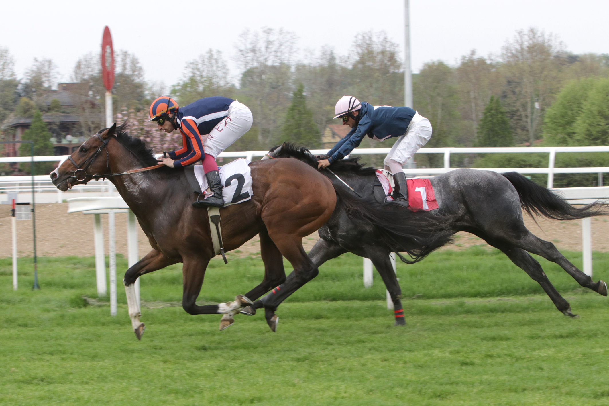 Calm Reef vittoria nella CORSA3 all'Ippodromo San Siro di Milano mel PREMIO MICROBIOTAL HORSE