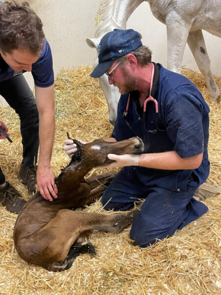 Dr. Justin McNaughten of Palm Beach Equine Clinic examines a foal.