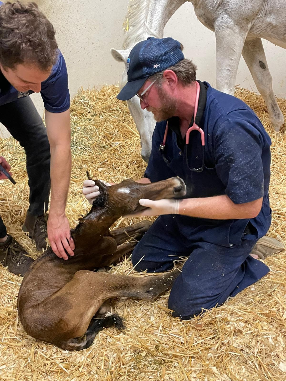 Choose Palm Beach Equine Clinic for Advanced Equine Reproduction Services 1 Dr. Justin McNaughten of Palm Beach Equine Clinic examines a foal.
