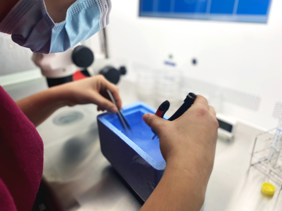 Clonazione animale: esploriamo nuove frontiere della riproduzione animale 4 IMG 4 edit 1