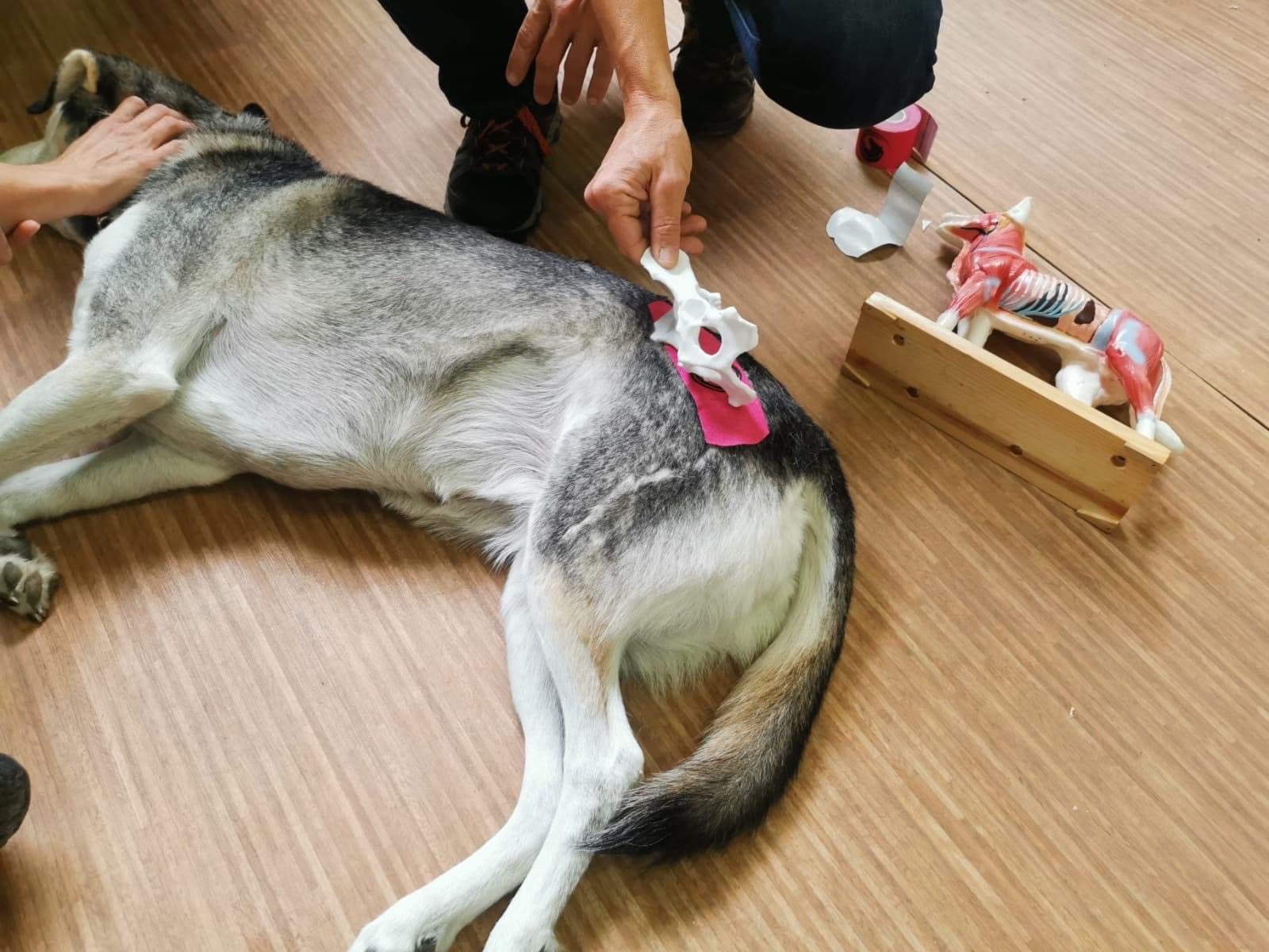 VeTeaching: Workshop Avanzati di Trattamento Craniosacrale e Kinesiology Taping 9 IMG 3543