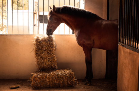 cavallo in scuderis con due ballette di fieno