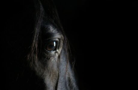 occhio di un cavallo nero su sfondo scuro