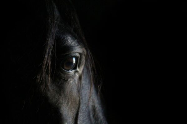 occhio di un cavallo nero su sfondo scuro