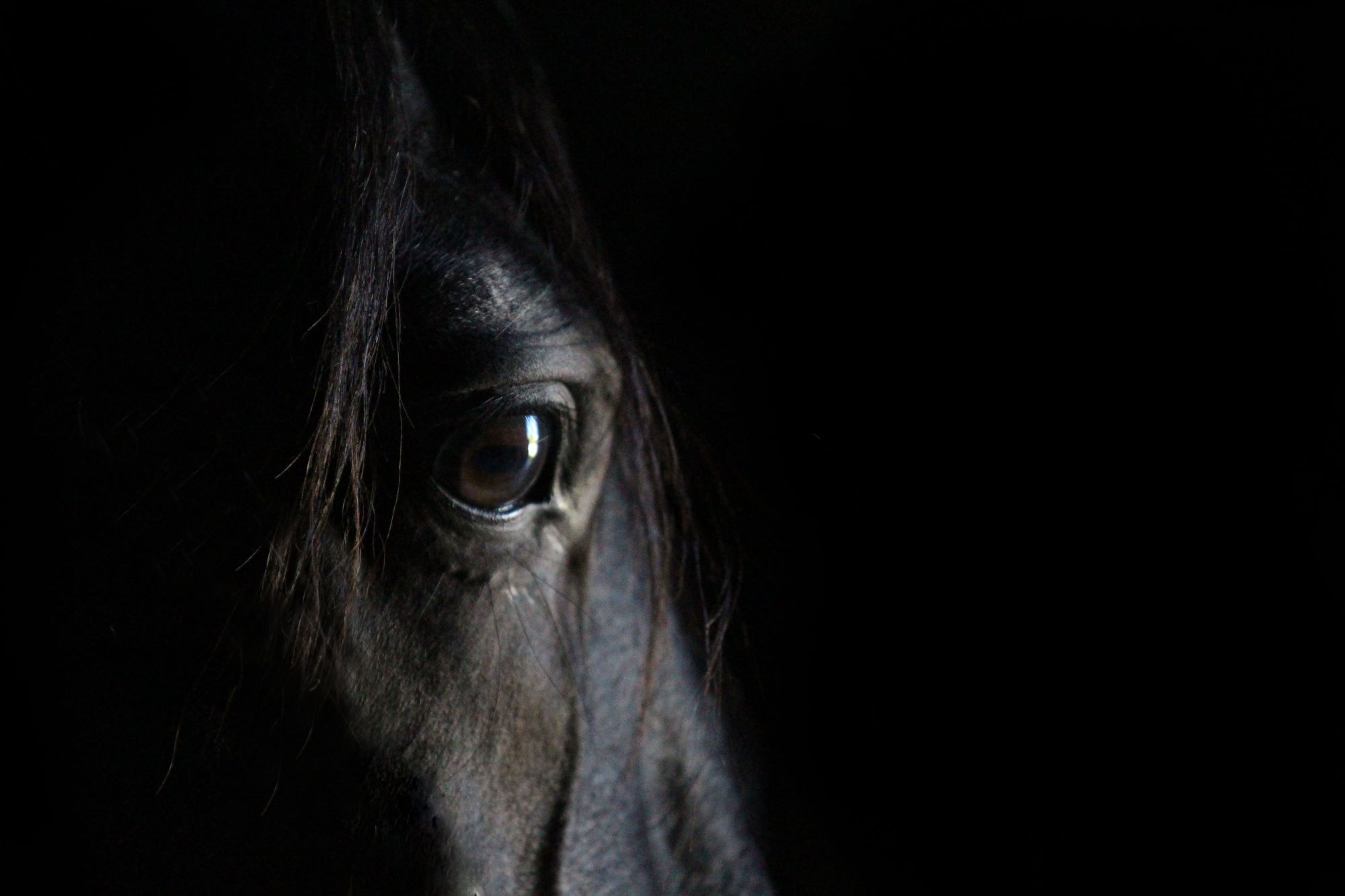 Professioni nel mondo dell’equitazione: lo Steward di concorso 1 occhio di un cavallo nero su sfondo scuro