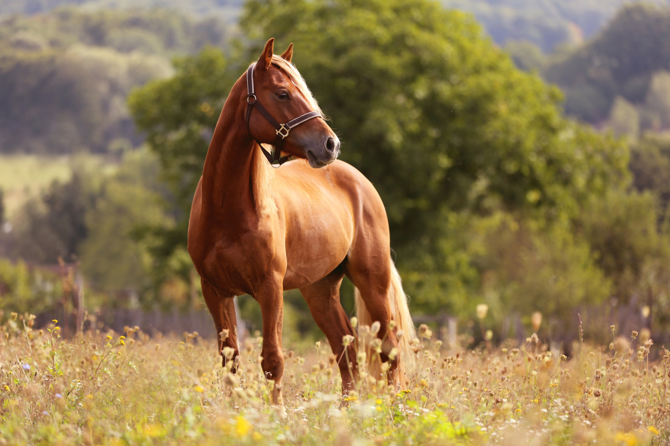 cavallo palomino libero in un campo