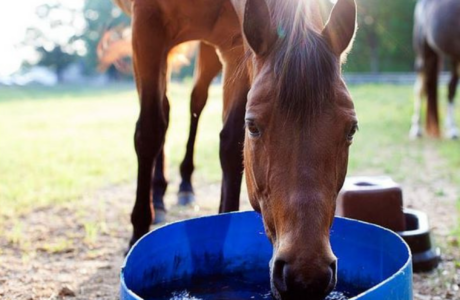 cavallo che beve