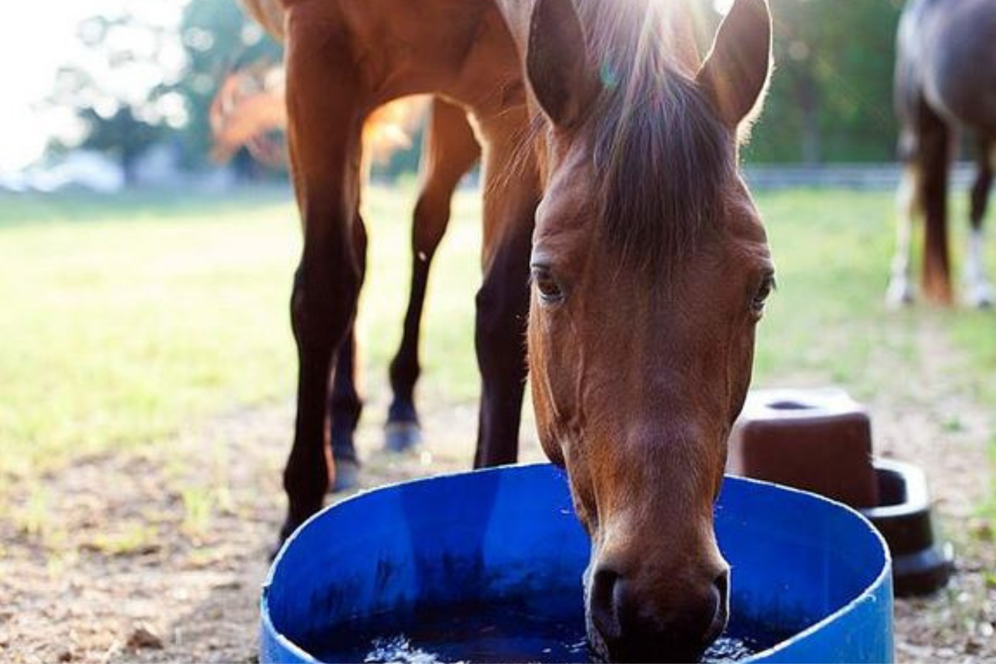 La corretta idratazione del cavallo: l’uso degli elettroliti nella dieta equina 1 cavallo che beve